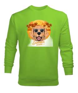 Summer golden köpek baskılı Fıstık Yeşili Erkek Sweatshirt